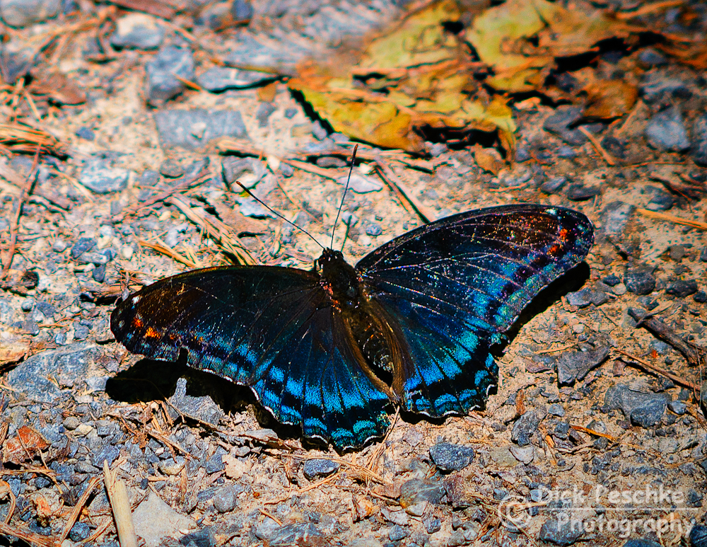 Butterfly Dick 26
