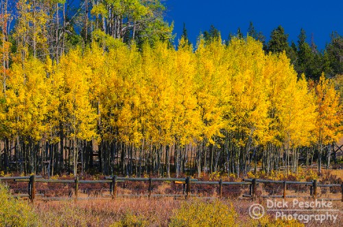 Aspen trees turning to bright yellow