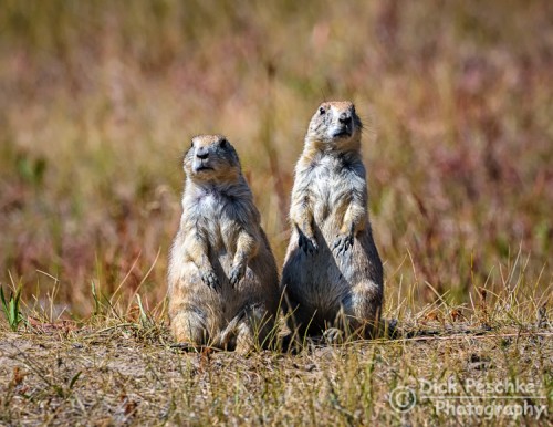 Prairie Dogs Prairie Dog couple sitting up