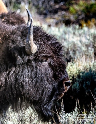 Buffalo closeup profile of an buffalo, a.k.a. bison