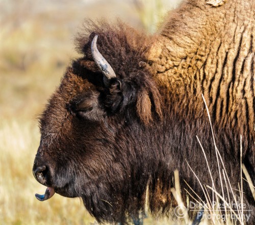 A Buffalo with his tongue sticking out.