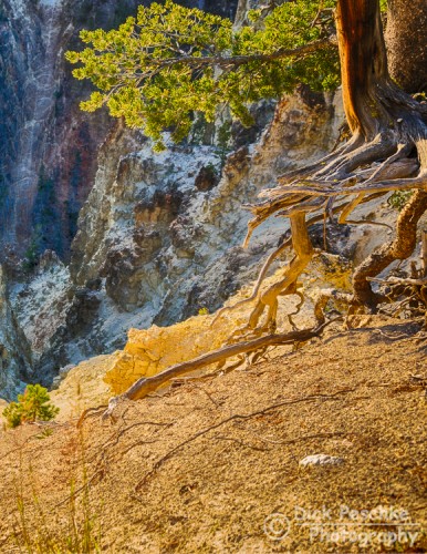 Tree roots reaching back into the ground