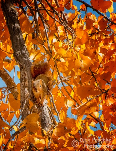 Squirrel hiding in a tree with fall color leaves