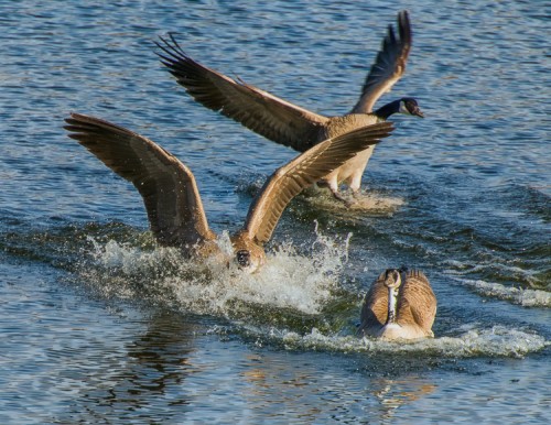 Canada Geese landing on water