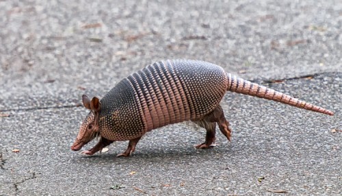 Armadillo