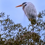 Blue Heron in a tree staying warm