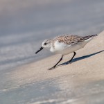 A Sanderling trying to find lunch