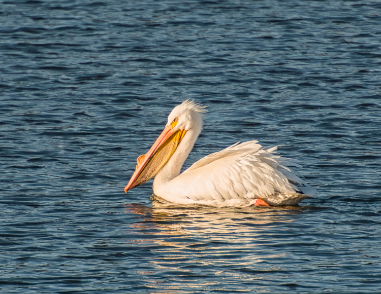 American White Pelican swimming.