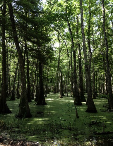 Swamp area