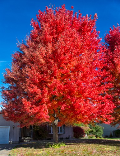Red Tree