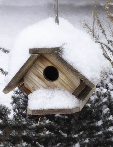 Bird House Covered in snow