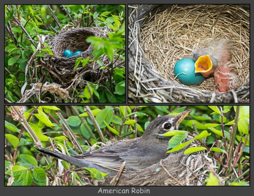 American Robin Nest-Triple